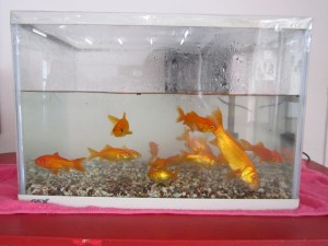 IMG_1570おかえり金魚