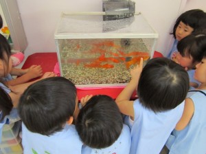 IMG_1575梅金魚