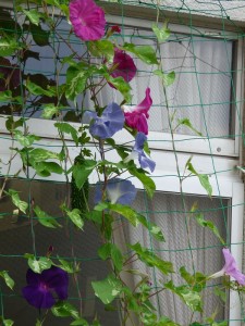 P1080878あさがお8月4日