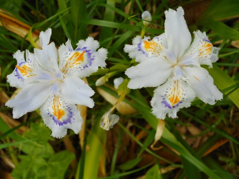 dscn0492