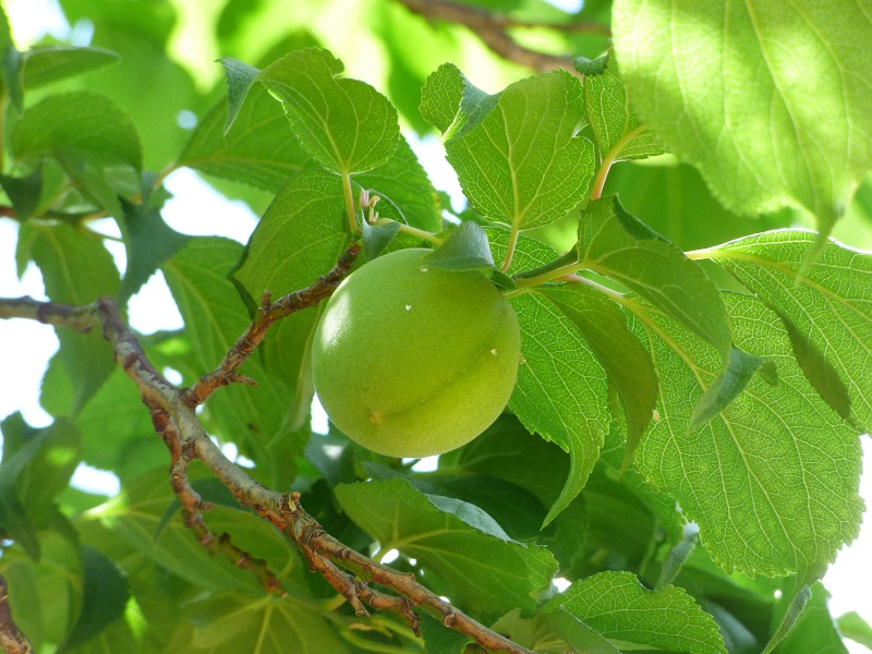 p1360140